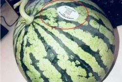 甘肃网红吃瓜,揭秘当地特色美食背后的故事