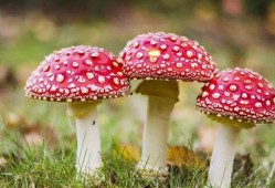 吃瓜爆料黑料蘑菇视频下载安装,蘑菇视频下载安装全攻略